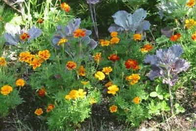 Marigolds in the garden