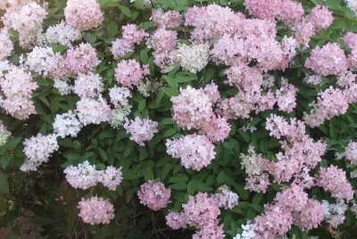 Snowball bush turns pink in the fall