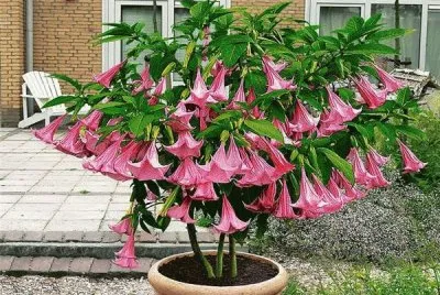 flor