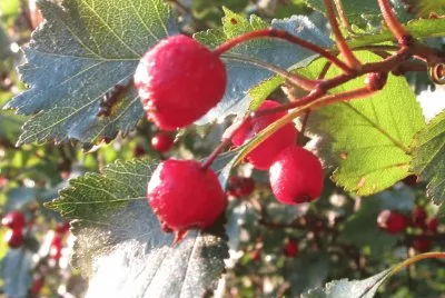 Field berries