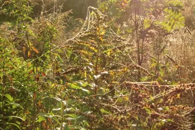 Spider webs in the field at dawn