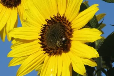 Bee on sunflower