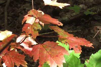 Maple trees changing to red