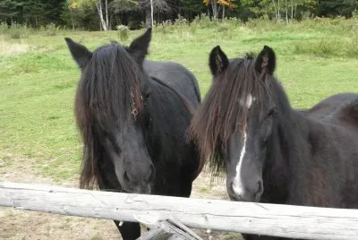 A friend 's little ponies