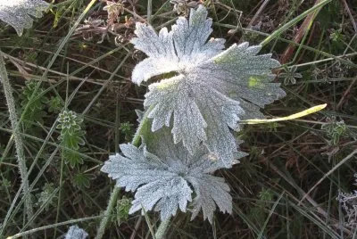 Our first frost of 2016