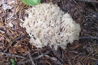 Funny looking mushroom