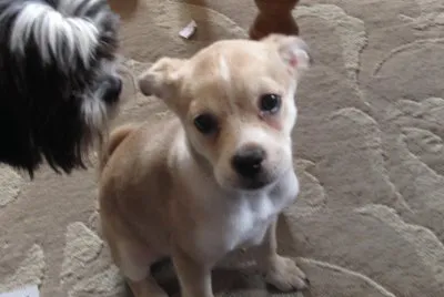 Hi !  My name 's Precious !  Suits me, doesn 't it?