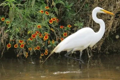 פאזל של Garça