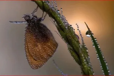 MARIPOSA