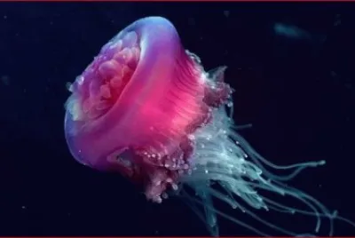 MEDUSA ROJA