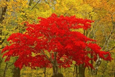 imagens jigsaw puzzle