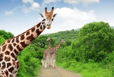 imagens