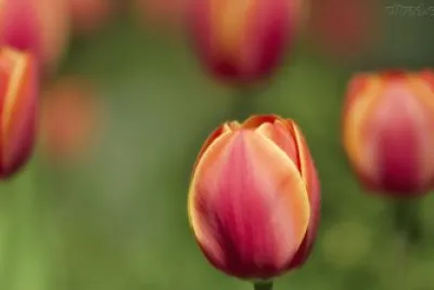 natureza