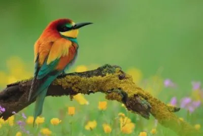 natureza