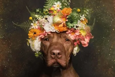 pitbull with flowers