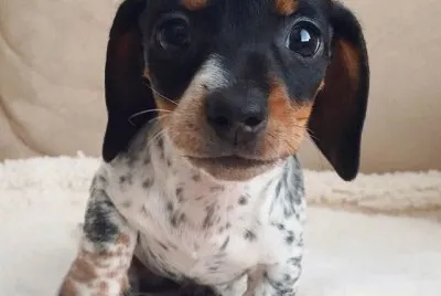 bello perrito