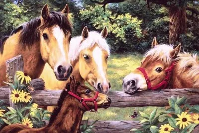 cavalos