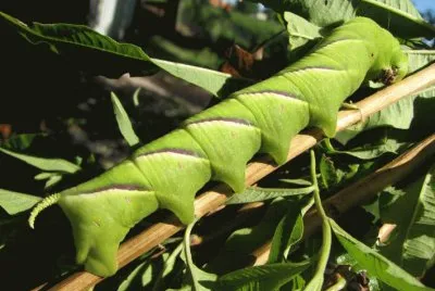 Oruga