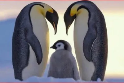 PINGÃœINOS