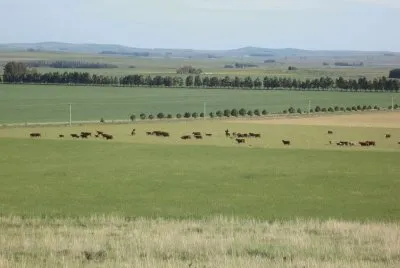 En el campo bonaerense. Argentina