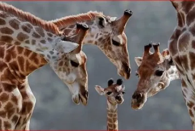 JIRAFAS