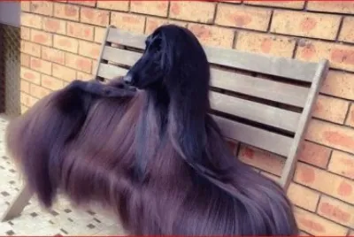 PERRO AFGANO
