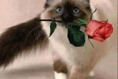 (25) Gato