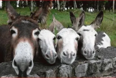 BURROS FOTOGENICOS