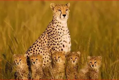 CHEETAS