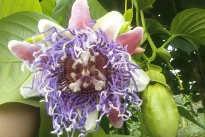 Flor y fruto de badea