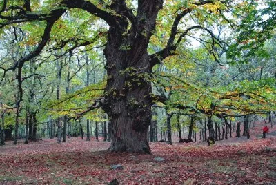 Forest