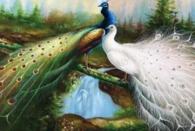 PAVO REAL