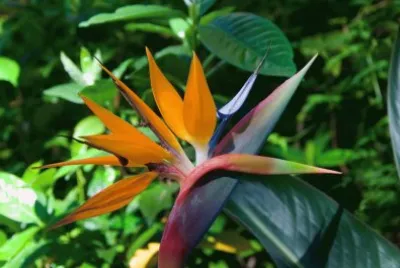 strelitzia