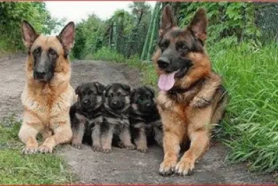 FAMILIA DE PASTORES
