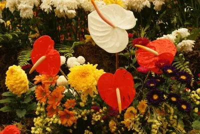 Gorgeous Tropical Fall Flowers