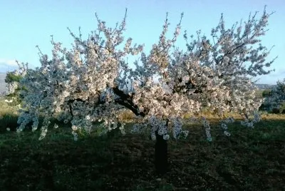 almendro