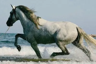 Caballos