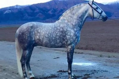 Caballos