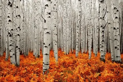 todo paisaje jigsaw puzzle
