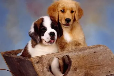 (43) Cachorrinhos