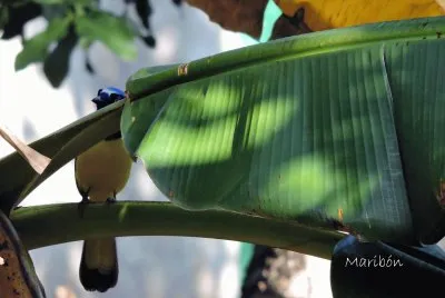 Chara Verde. Residente Permanente