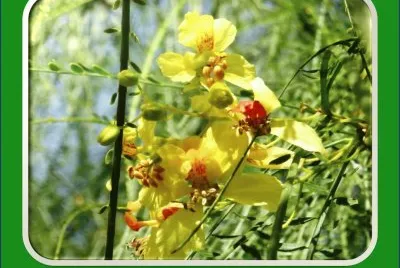 FLORES PRECIOSAS: COMO NOS ALEGRAN LA VISTA