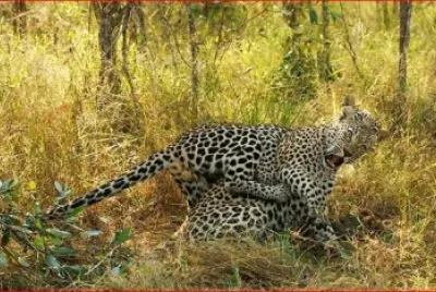 JAGUARES
