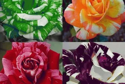 (50) Rosas