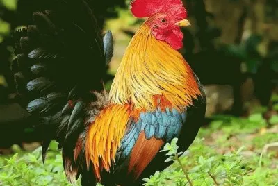 (51) Galo