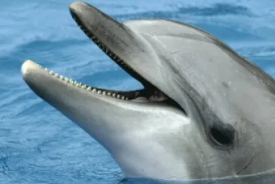delfin