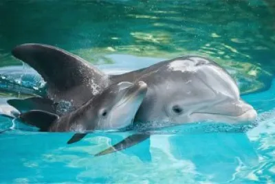 delfin