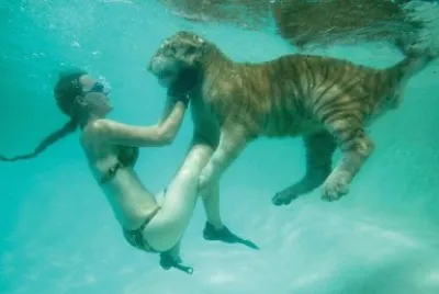 tigre