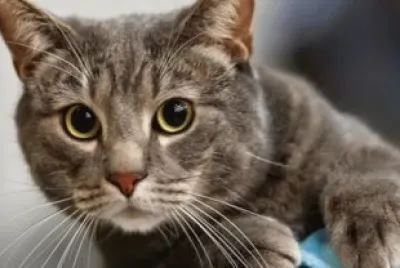 Gatito