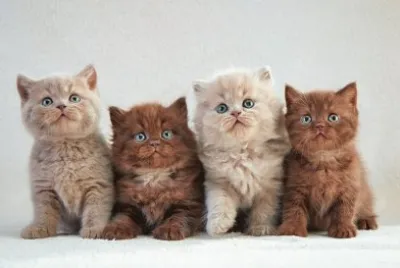 (58) Gatinhos